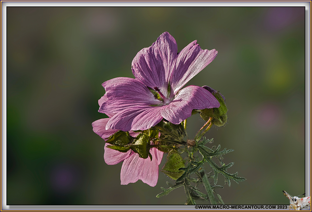 Mauve alcée